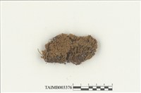 藏品(叢苔科)的圖片